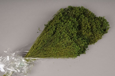 t115ab Broom bloom s�ch� vert mousse H50cm