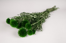 t169ab Echinops ibéria préservé vert H65cm