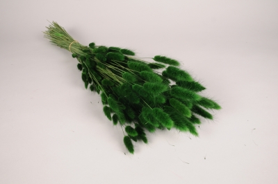 t621ab Dark green dried lagurus H67cm