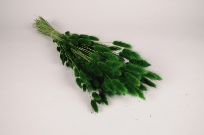 t621ab Lagurus s�ch� vert mousse H67cm