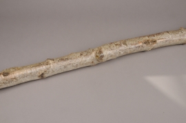 TD-000009 Birch trunk D7/10cm H250cm