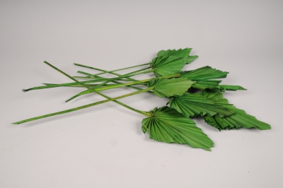 te17ab Green dried palm spear H60cm
