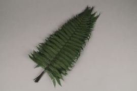 tf15vv Green stabilized rock fern H42cm