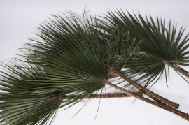 tf65vv Green preserved palm washingtonia H122cm