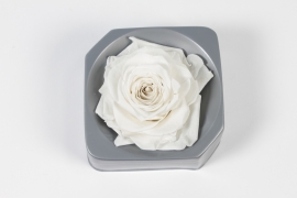 V2-000028 White preserved rose