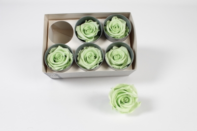 V2-000071 Bo�te de 6 roses stabilis�es vert clair
