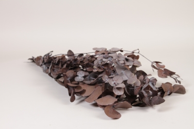 V2-000081 Chocolate orange stabilized eucalyptus cinerea H67cm