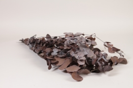 V2-000081 Eucalyptus cinerea stabilisé orangé chocolat H67cm