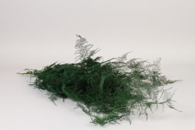 V2-000082 Stabilized Asparagus plumosus H60-80cm