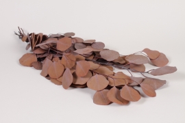 V2-000083 Stabilized Eucalyptus populus 40/80cm chocolate