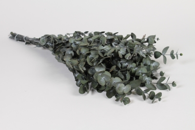 V2-000084 Eucalyptus gunny stabilis� vert 30-60cm