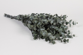 V2-000084 Stabilized Eucalyptus gunny green 30-60cm