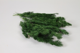 V2-000086 Green stabilized fern H35cm