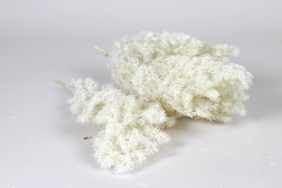 V2-000088 Bleached preserved fern H30cm