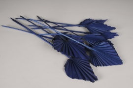 ve17ab Blue dried palm spear H60cm