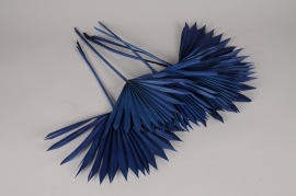 ve19ab Blue dried palm sun H50cm