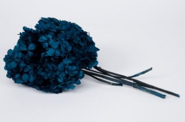 w445ab Dark blue preserved hortensia H33cm