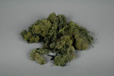 x002el Green preserved Iceland moss