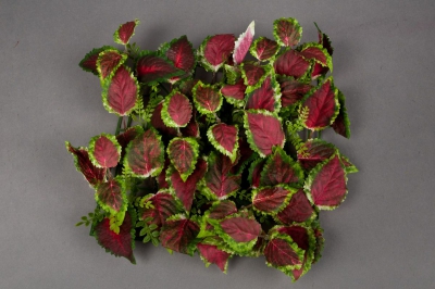 x002gl Plaque de coleus artificiel rouge et vert 25x25cm