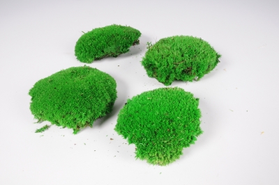 x002vv Green preserved moss