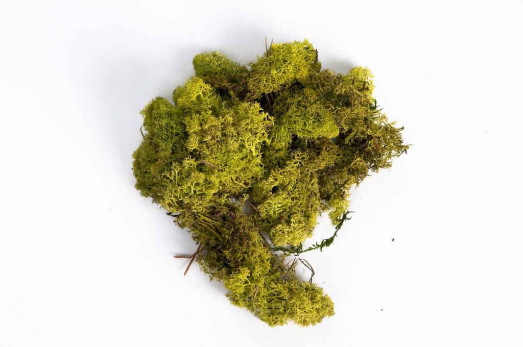 Dried moss spring green 500gr