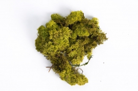 x003el Mousse Islande préservée vert printemps 500g
