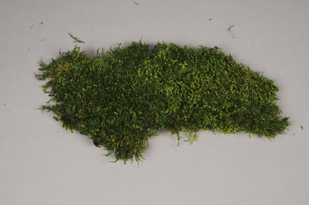 Box of preserved moss 2.5kg