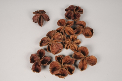 x006ec Landlotus s�ch� naturel
