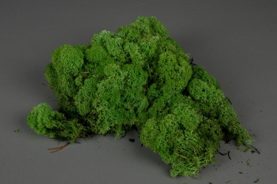 x007el Green preserved Iceland moss 