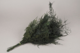x011ab Pack of green preserved asparagus fern H70cm