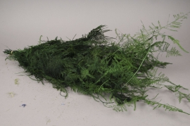 x011ab Pack of preserved asparagus fern H70cm