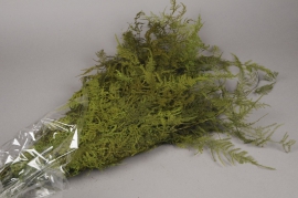 x011ab Pack of preserved asparagus fern H70cm