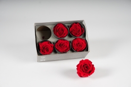 x014vv Boîte de 6 roses stabilisées rouges