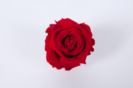 x014vv Box of 6 red preserved roses