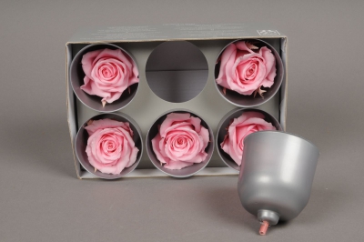 x017vv Bo�te de 6 roses stabilis�es roses