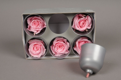 x017vv Boîte de 6 roses stabilisées roses