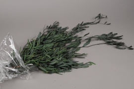 x021vv Green preserved eucalyptus nicoly H76cm