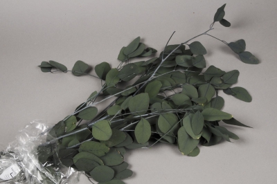 x022vv Green preserved eucalyptus populus H80cm
