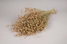 x023ab Natural dried flax H65cm