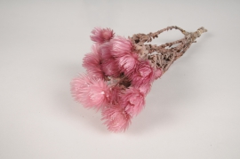 x024lw Old pink dried helichrysum vestitum H48cm