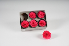 x024vv Boîte de 6 roses stabilisées fuchsia