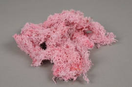 x025ab Pink preserved Iceland moss 