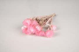 x025lw Light pink dried helichrysum vestitum H31cm