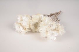 x028lw White dried helichrysum vestitum H40cm