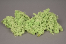 x029ab Green iceland moss 