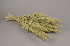 x029kh Natural dried amaranthus H60cm