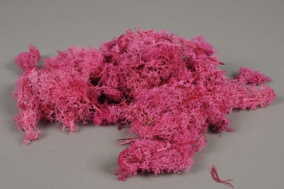 x030ab  Fuchsia preserved Iceland moss 