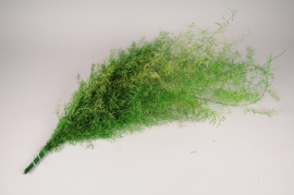 x030vv Green stabilised asparagus fern H100cm