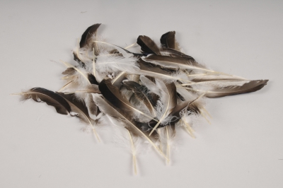 x032lw Bo�te de plumes de canard naturelles 45g