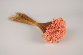 x037lw Light orange dried glixia H45cm 